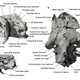 The braincase of Dwykaselachus oosthuizeni modeled from high-resolution CT scans. (Image: Michael I. Coates et. al., 2017)